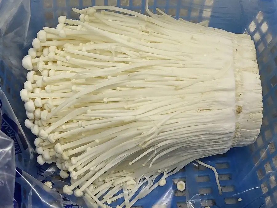 Bundle of cultivated enoki mushrooms with long, pale, narrow stems and tiny caps