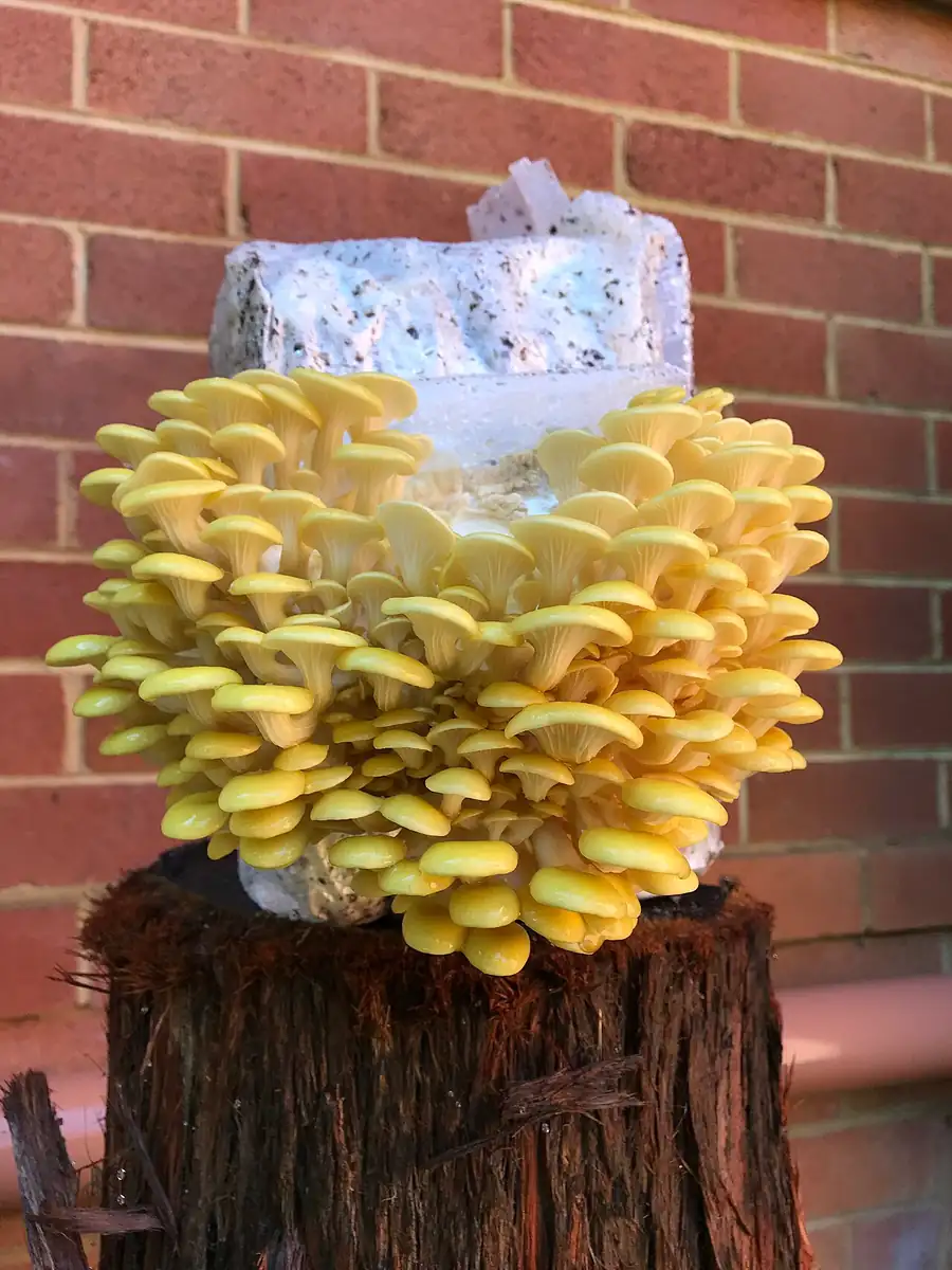 Cultivated golden oyster mushrooms (Pleurotus citrinopileatus) in a dense yellow cluster