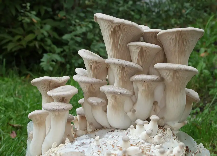 Cluster of cultivated king oyster mushrooms (Pleurotus eryngii) with thick pale stems