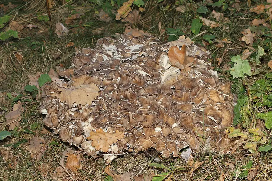 Maitake (Grifola frondosa), a clustered mushroom with overlapping grey-brown caps