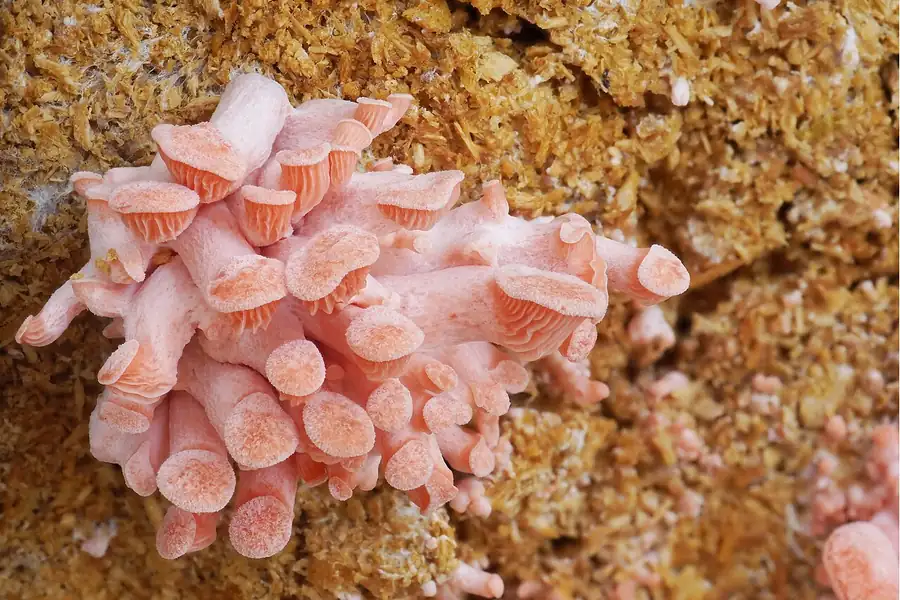 Cultivated pink oyster mushrooms (Pleurotus djamor) fruiting from a sawdust substrate