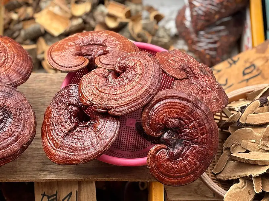 Glossy red-brown reishi (lingzhi, Ganoderma lucidum) fruiting bodies