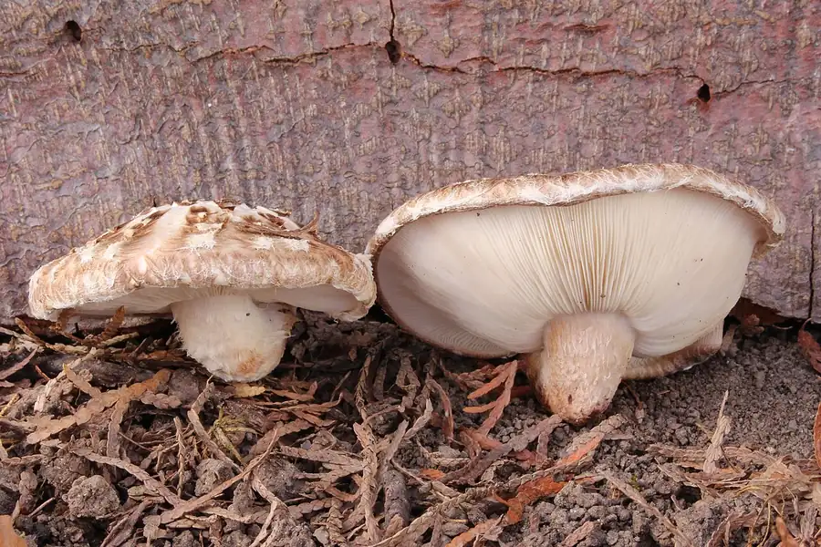 Fresh shiitake mushrooms (Lentinula edodes): a whole cap and one turned to show the gills