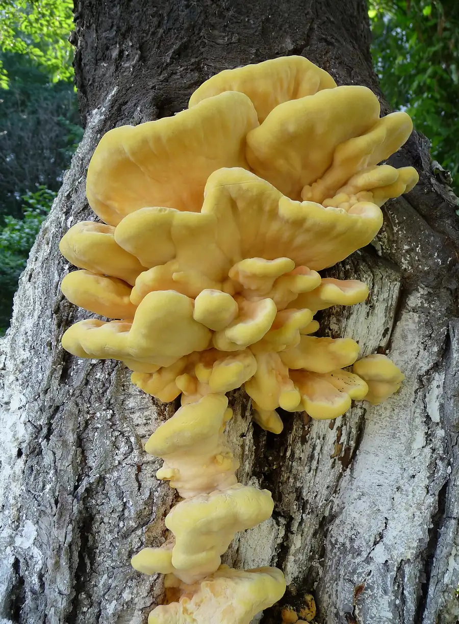 Sulphur shelf (Laetiporus sulphureus) with bright orange and yellow overlapping brackets on a tree