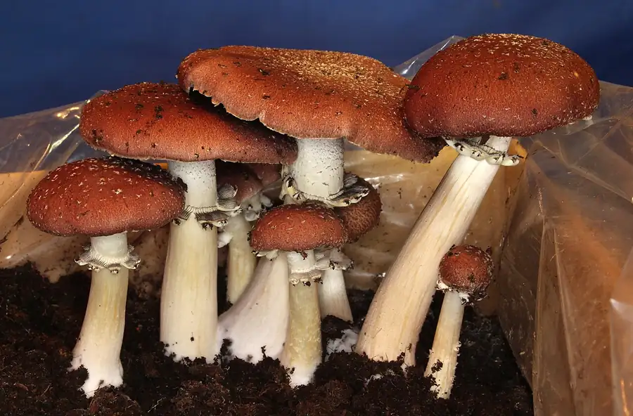 Cultivated wine cap mushrooms (Stropharia rugosoannulata) with burgundy-red caps fruiting from a bed